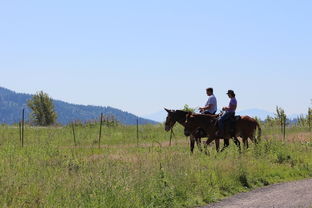 ac米兰中文官方网站-世界青少年马术锦标赛中国骑手令人期待，全国青少年马术锦标赛